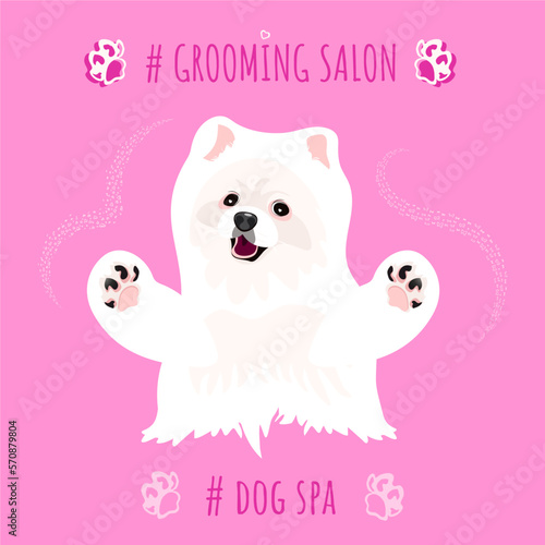Pet Spa Grooming Salon. White pomeranian spitz for grooming salon. Pink background
