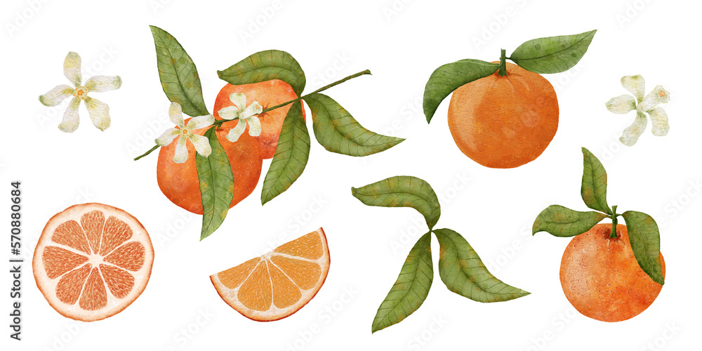 Obraz premium Watercolor Illustration of Oranges. Tangerines On A Branch With A Flower. Mandarin Slice, Leaf, Flower and Tangerine Branch Isolated on White Background.