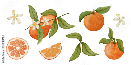 Fototapeta Naklejka Na Ścianę i Meble -  Watercolor Illustration of Oranges. Tangerines On A Branch With A Flower. Mandarin Slice, Leaf, Flower and Tangerine Branch Isolated on White Background.