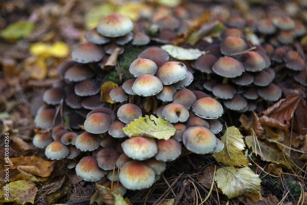 Poisonous mushrooms in the forest, Poland Poisonous mushrooms in the forest, Poland