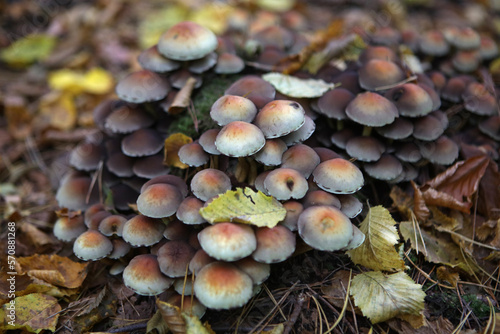 Poisonous mushrooms in the forest  Poland