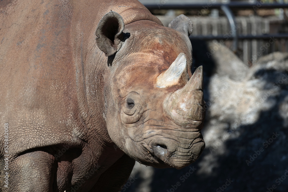 Obraz premium ヒガシクロサイ