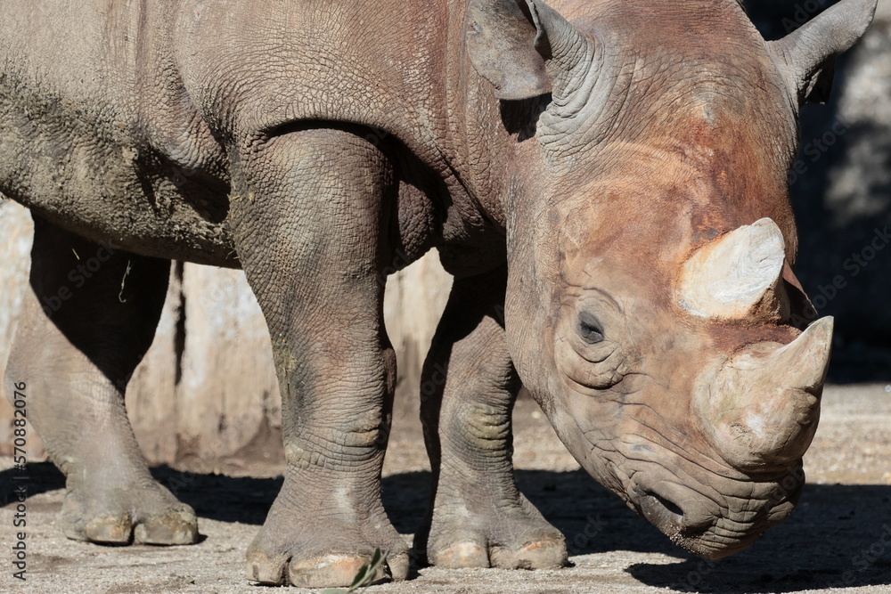 Obraz premium ヒガシクロサイ