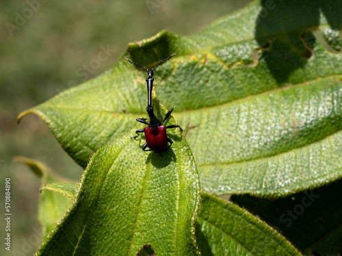 The Giraffe-necked Weevil, Trachelophorus giraffa, is a truly curious beetle. Ranomafana National Park. Madagascar photo