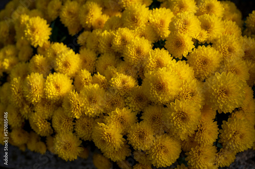 Yellow flowers of Chrysanthemum plant