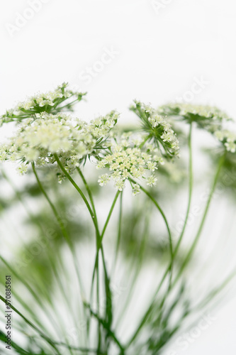 レースフラワー
