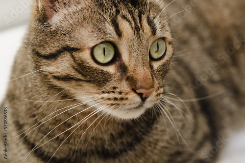 Close-up portrait of a beautiful domestic cat with green eyes