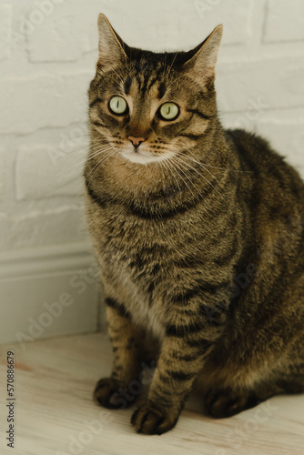 Close-up portrait of a beautiful domestic cat with green eyes. vertical photo