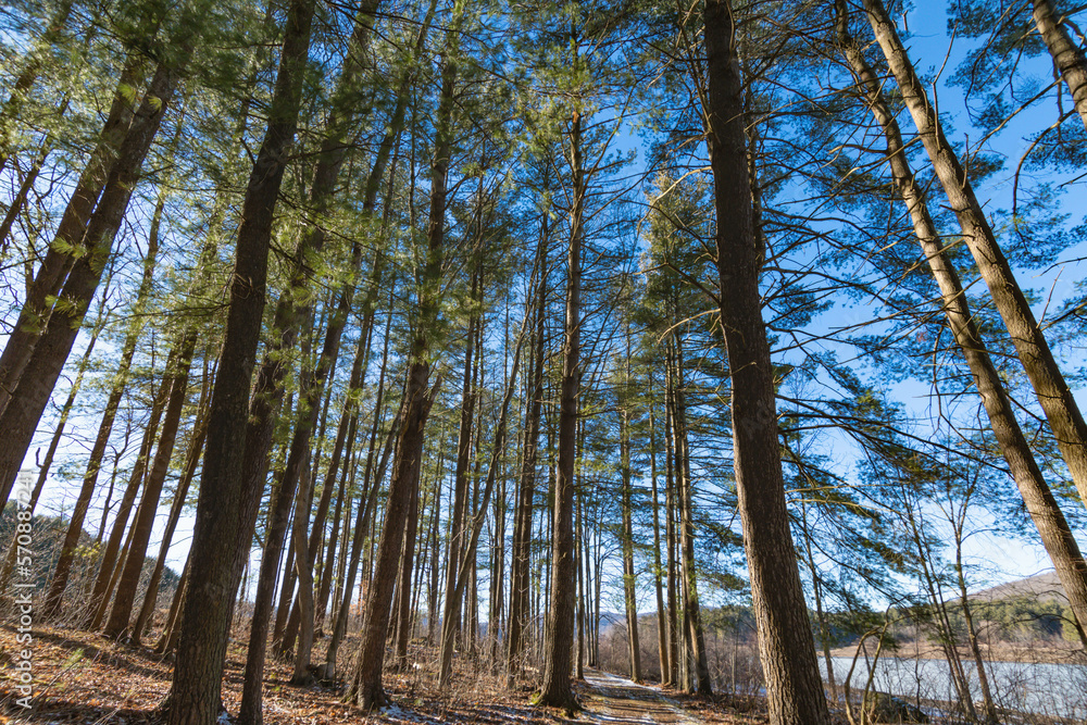 Fototapeta premium winter season in the woods, hiking trail, winter activity theme.