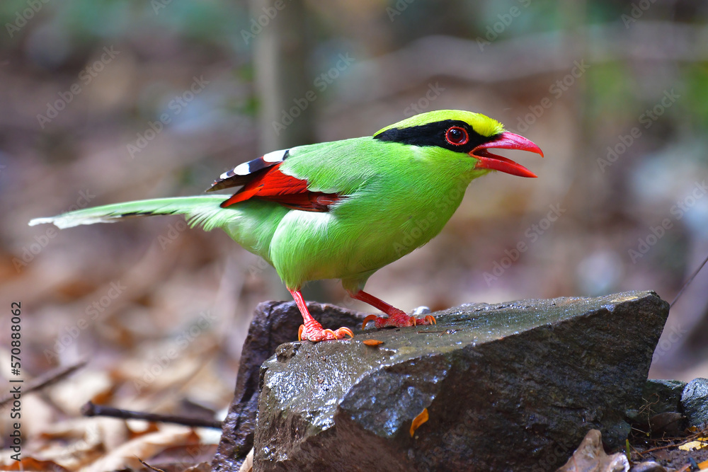 Fototapeta premium Common Green Magpie Bird