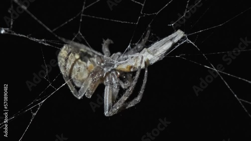 Spider sitting on web at night and eating prey photo