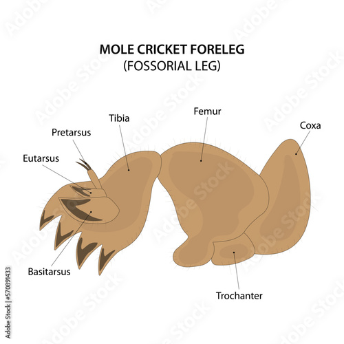 Mole cricket foreleg. Fossorial leg. photo