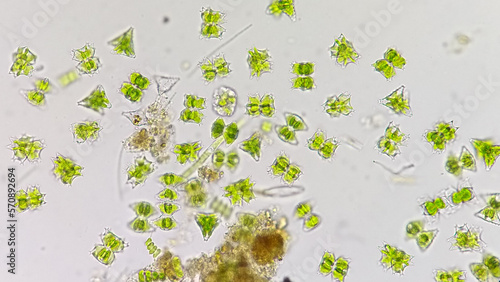 Freshwater green algae called  Staurastrum sp. Freshwater phytoplankton Blooming. Live specimen. 400x magnification. Selective focus photo