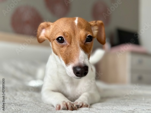 Beautiful kind dog jack russell terrier lies on the bed.