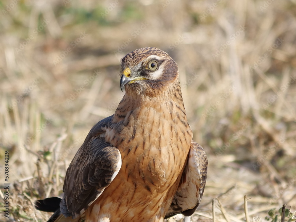Fototapeta premium red tailed hawk