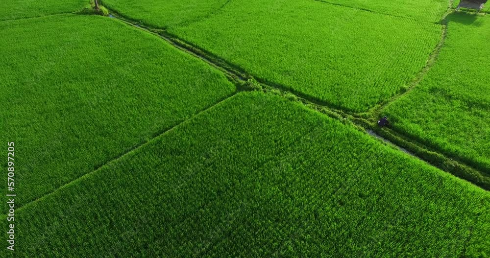 Aerial agriculture in rice fields, green rice field Aerial agriculture in rice fields, green rice field