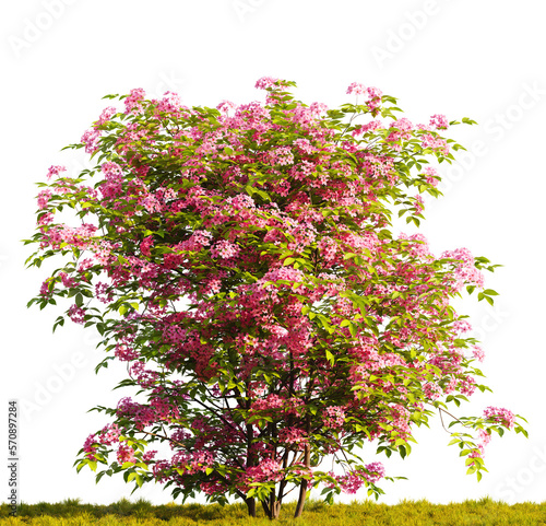 Tree with pink flowers in a grassy field on white transparent background. 3D rendering illustration.