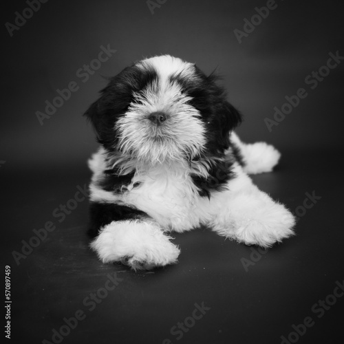 black and white puppy with black background