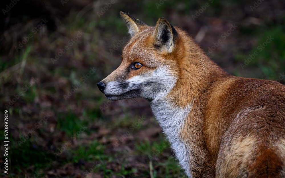 Red fox