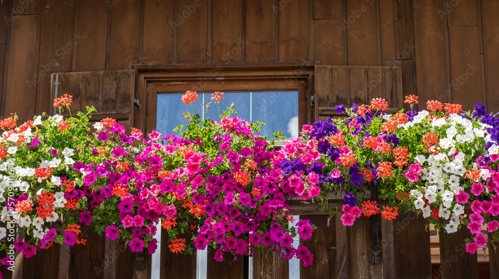 Traditional flowered balcony at the Alps and Dolomites. Colorful flowers on balcony. Summer time. Mix of flowers and colors. General contest of the European Alps