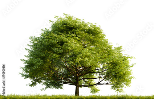 Green quercus tree on white transparent background. 3D rendering illustration.