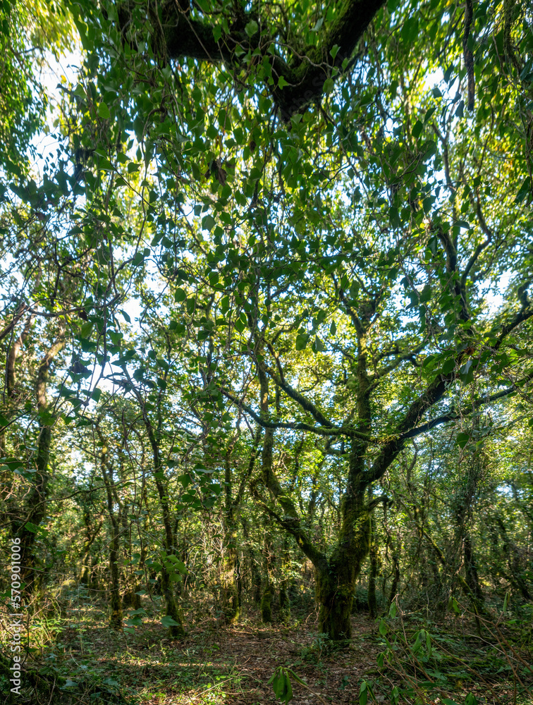Los llanos del Juncal, Tarifa, Cadiz, España. Bosque de la niebla. Los llanos del Juncal, Tarifa, Cadiz, España. Bosque de la niebla.