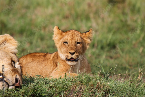 Cute lion cub rests on green grass beside his mother lioness and starts to yawn © Alla Tsytovich