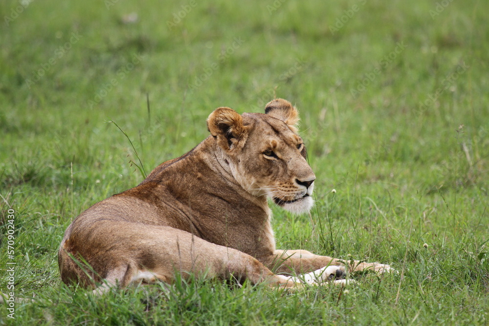 Fototapeta premium Lioness resting on green grass fully alwrt and looking into camera