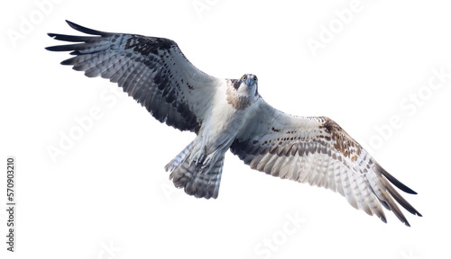 Osprey flying overhead