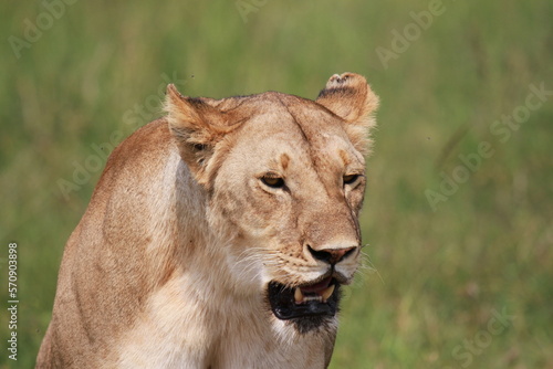 Portrait of a lioness with mouth open, eyes closed
