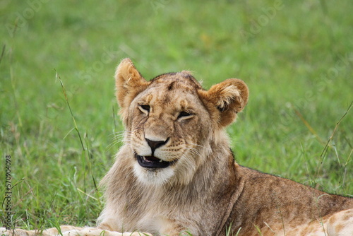 Portrait of a young lion with budding mane facing the camera and smiling © Alla Tsytovich