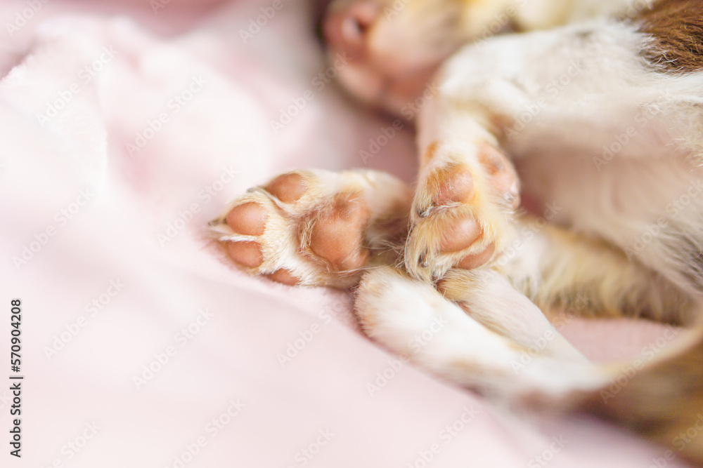 おやすみ中の子犬の肉球 おやすみ中の子犬の肉球