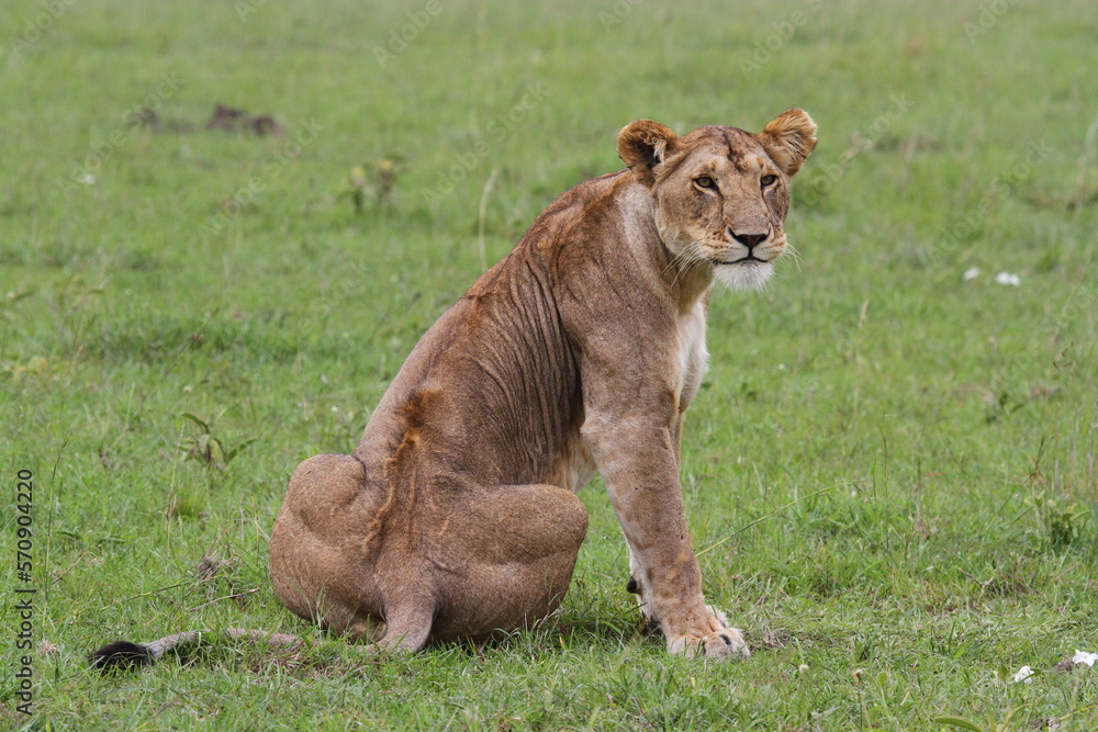 Close-up of a lioness sitting on green grass looking into camera