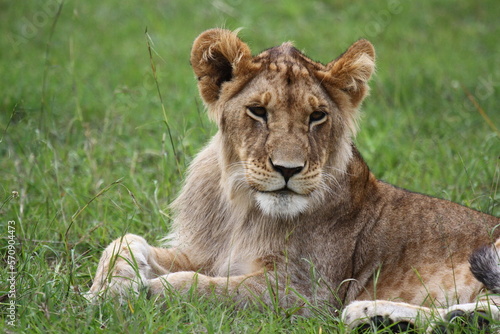 Cute lion cub rests on green grass looking into camera