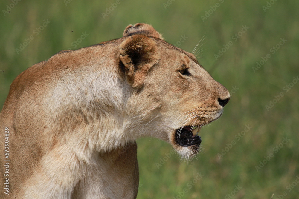 Lioness looking right and panting after chasing buffalo Lioness looking right and panting after chasing buffalo