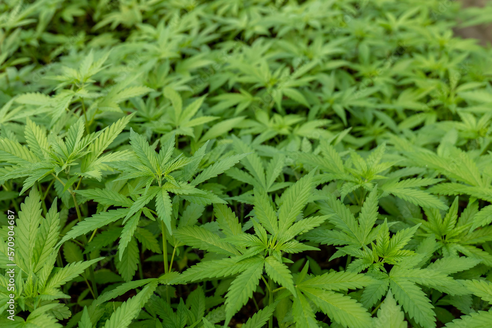 Marijuana leaves, cannabis leaves green background, beautiful background
