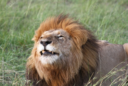 Portrait of a smiling lion with huge mane