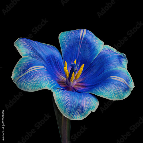Multicolor blooming tulip with stem and pollen isolated on black background, close-up studio shot.