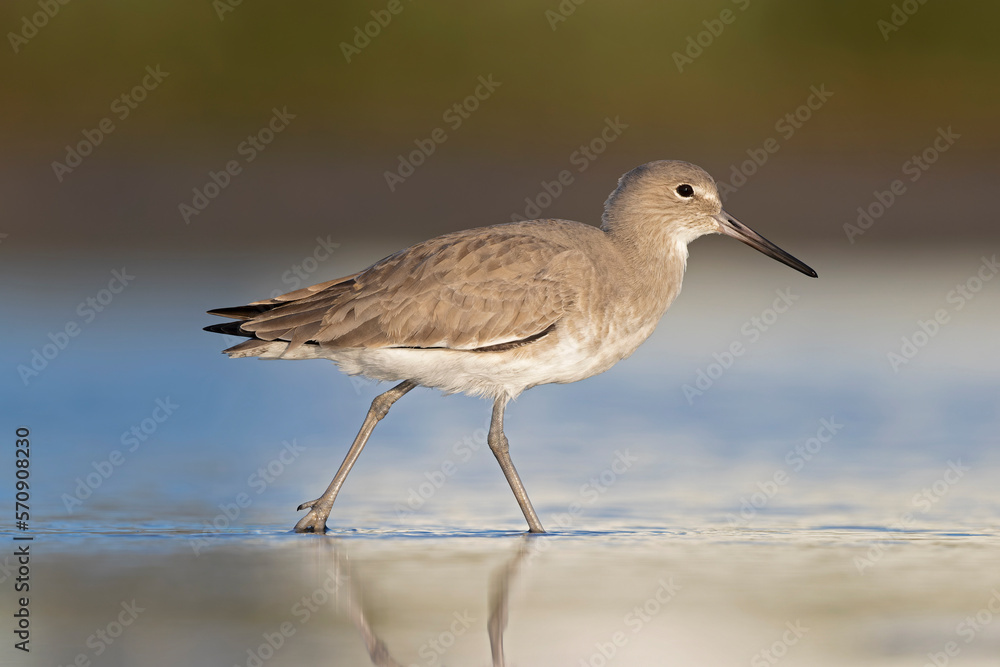 willet (Tringa semipalmata) resting and foraging at the mudflats of Texas South Padre Island. willet (Tringa semipalmata) resting and foraging at the mudflats of Texas South Padre Island.
