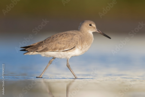 willet (Tringa semipalmata) resting and foraging at the mudflats of Texas South Padre Island. photo