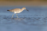 willet (Tringa semipalmata) resting and foraging at the mudflats of Texas South Padre Island.