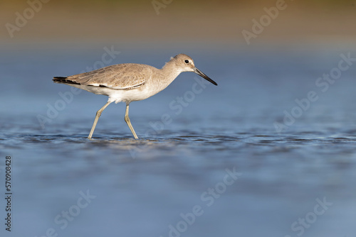 willet (Tringa semipalmata) resting and foraging at the mudflats of Texas South Padre Island.