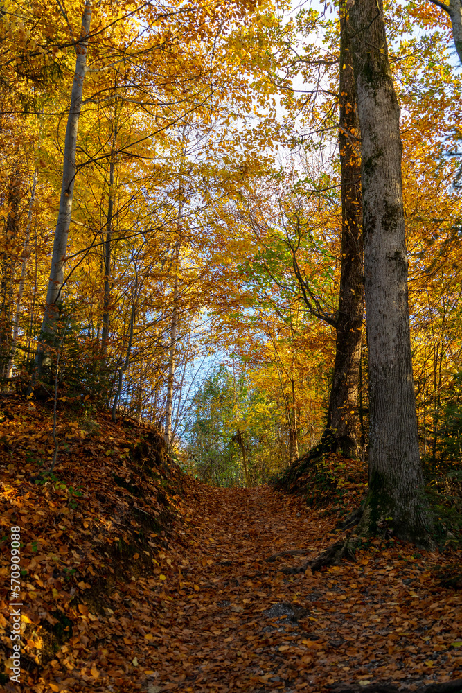 Forest path shining in autumn colours Forest path shining in autumn colours