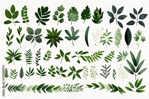 Collection of greenery leaf plant forest herbs tropical leaves on white