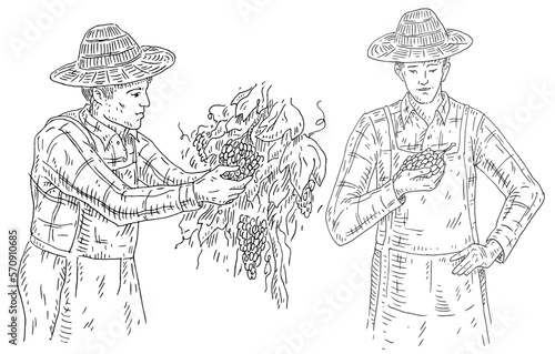 Man harvesting the grapes on vineyard. Engraving black vintage