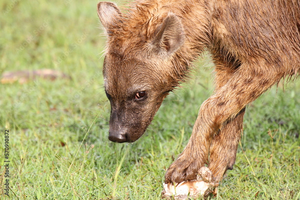 Close-up of a spotted hyena cub playing with a buffalo bone Close-up of a spotted hyena cub playing with a buffalo bone