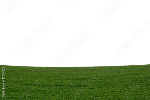 Green field as a background. Green grass in spring isolated on white background.