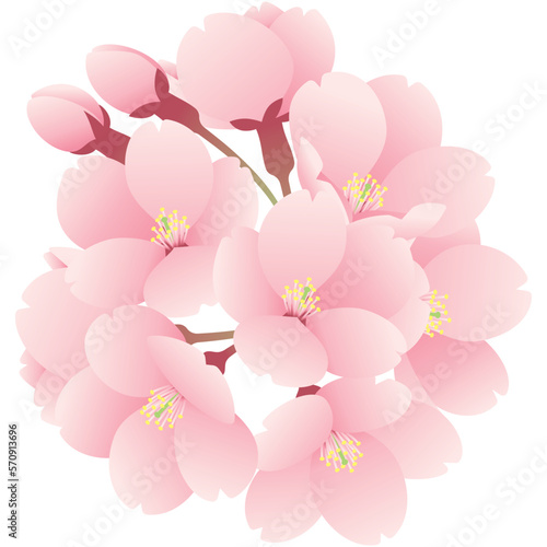 一房の桜のイラスト3