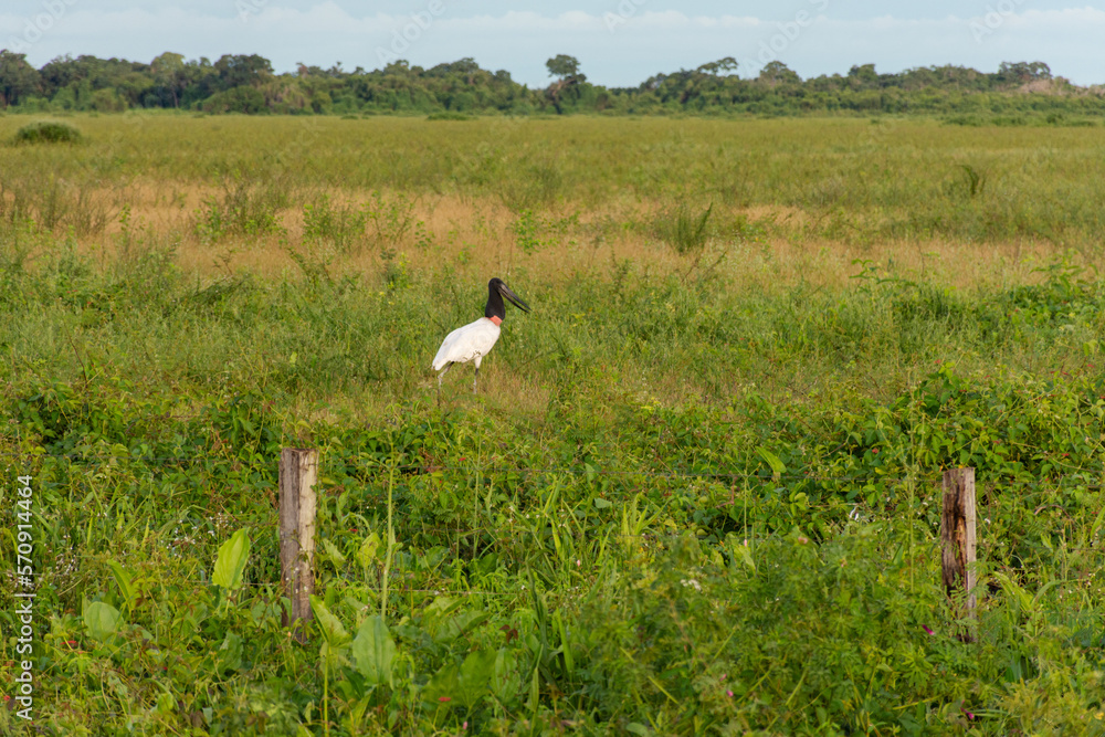 Pássaro Tuiuiú símbolo do Pantanal Mato grossense no Brasil Pássaro Tuiuiú símbolo do Pantanal Mato grossense no Brasil