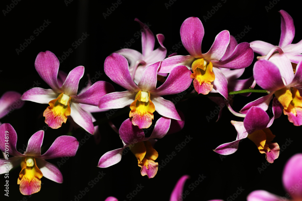 Beautiful hybrid Dendrobium orchid flower with yellow lips Beautiful hybrid Dendrobium orchid flower with yellow lips